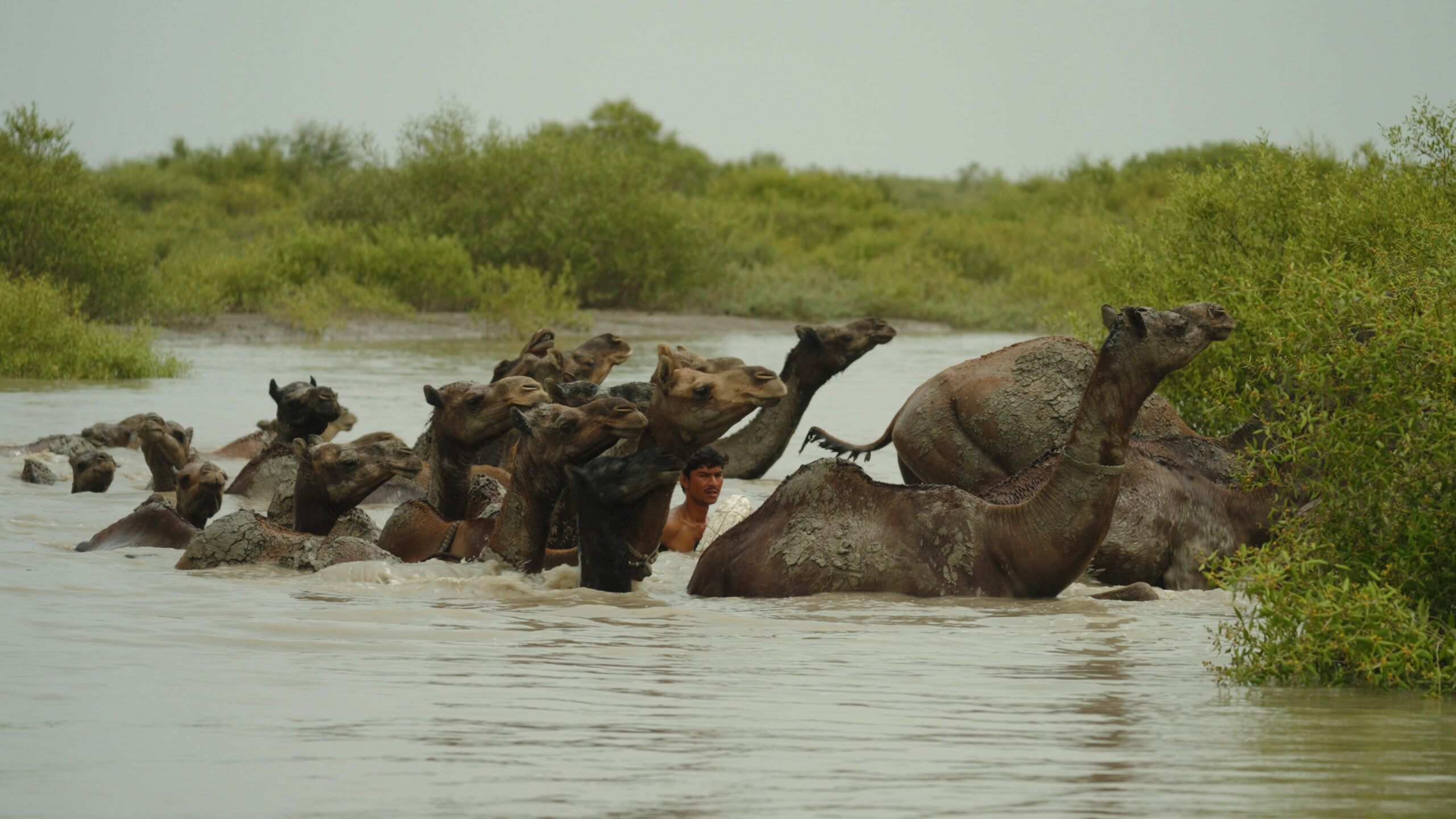 Global Pitch 2024 Official Selection Unveiled Sunny Side Of The Doc   Camels Of The Sea Scaled 